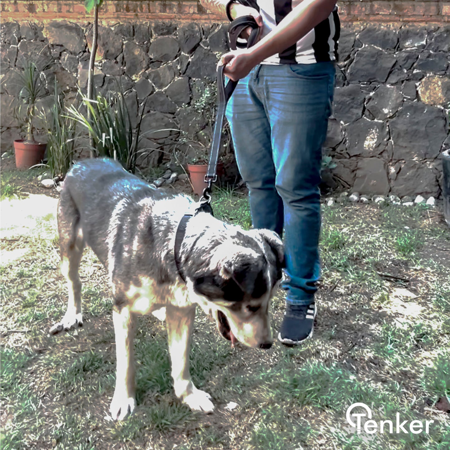 Correa Reflectante de Doble Capa con Asa Doble para Perros
